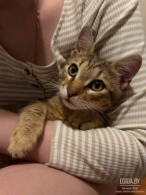 Здоровый молодой кот