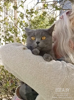 Кошечка голубого окраса.