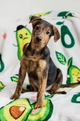 Малыш Раф ищет семью