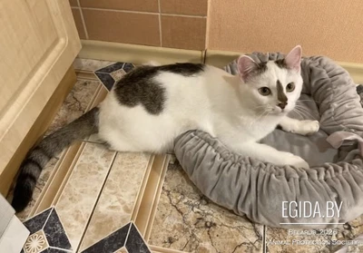 Красавица кошка ищет Дом!