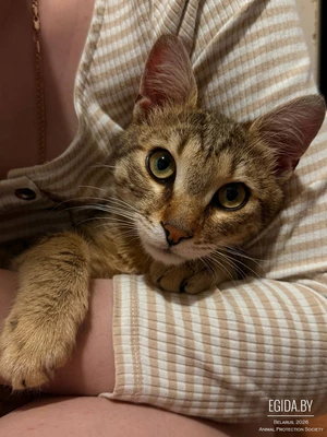 Ласковый кот ищет дом