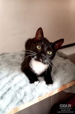 Котёнок в дар