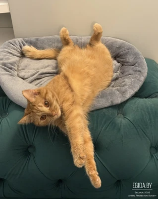 Кошка в дар