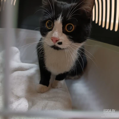 Мара хочет стать домашней