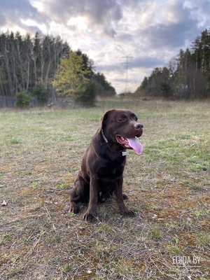 Лабрадор Балу