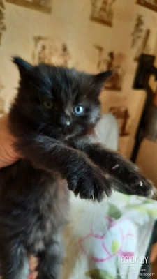 Василиса прекрасная ищет своё тридевятое царство