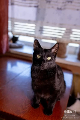 Граф ищет дом