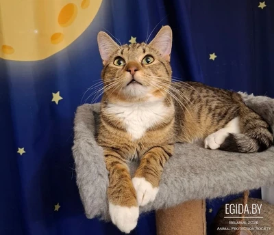 Бакс ищет дом