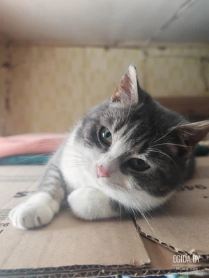 Нежка ищет дом