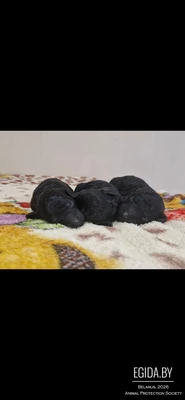 карликовый пудель чёрного окраса щенки