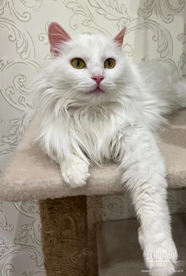 Снежкаждет своего хозяина