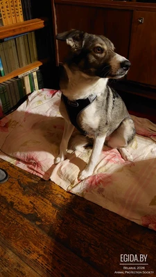 Пропала собака в Дзержинском районе СТ "Черемушки-Люкс"