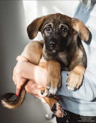 Малибули целовака обнимака ищет семью