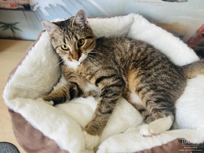 Нео ждёт любящих хозяев!