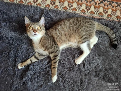 Рубль ищет дом