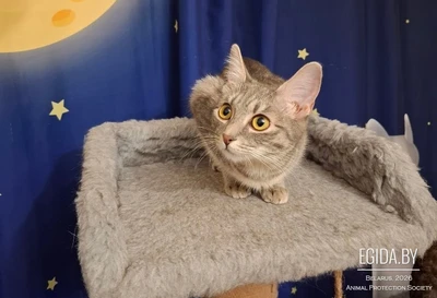 Юань ищет дом