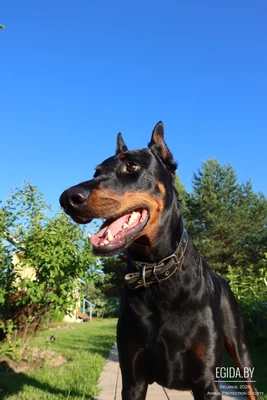 Доберман Смоки ищет новую семью!