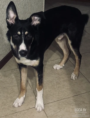 Собачка Винни ищет дом