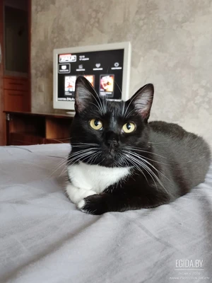 Ищет дом кошечка Нотка.