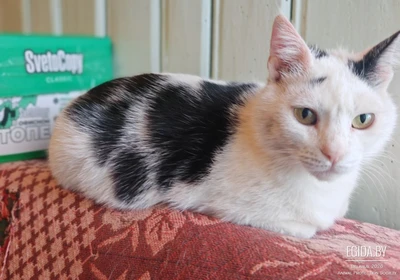 Киса ищет дом