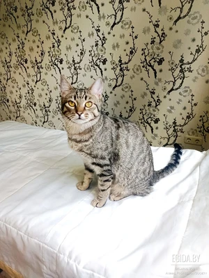 Кошка в дар