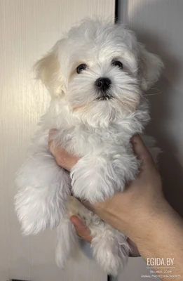 Мальтийская болонка