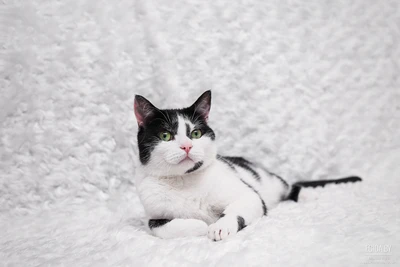 Эдуард в поисках дома