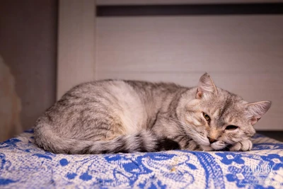 Савелий ищет дом