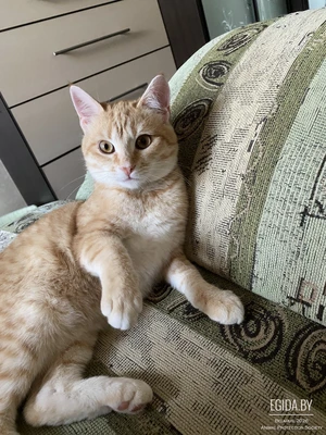 Ириска - рецепт идеального уюта в вашем доме!