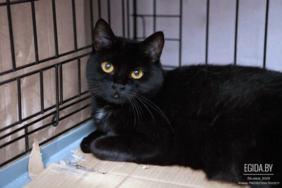 Кошечка Марта, стерилизована