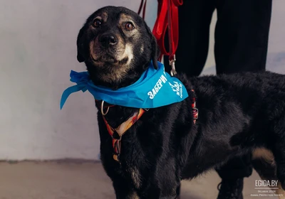 Элли ищет дом