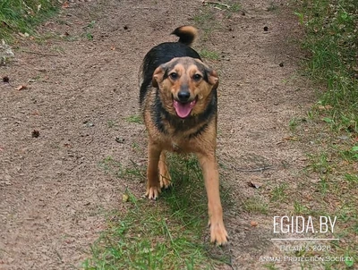 Адель ищет дом