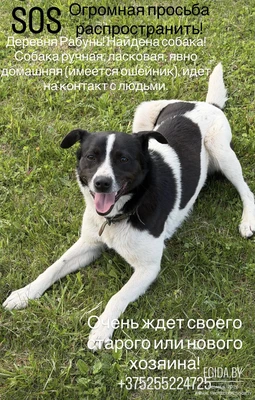 Найдена собака