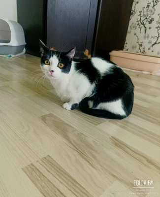 Молодой кот в дар