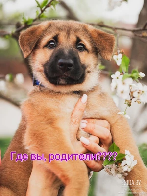 Малыш Потапыч