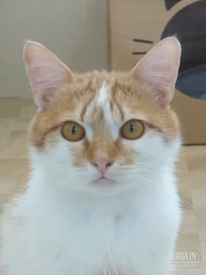 Ласковый и спокойный котик в добрые руки