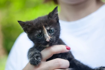котёнок