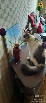 Пропал КОТ