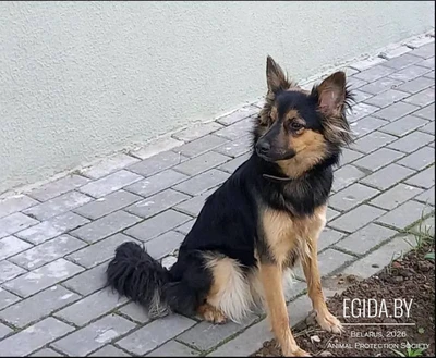 Выбросили собаку! В дар! СОС! Передержка нужна или дом!