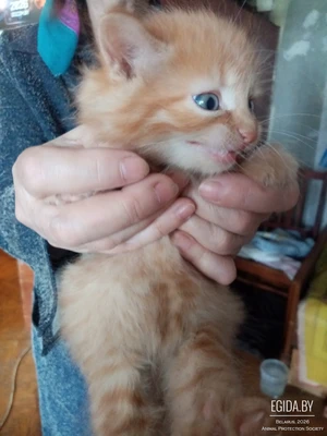 Котята от домашней кошки в дар