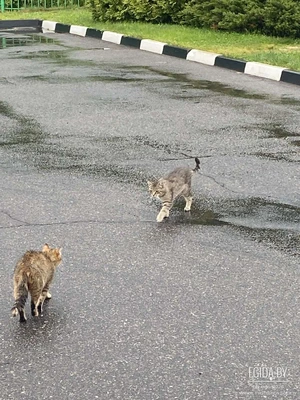 Коты на заправке! Срочно нужна помощь котам! Сос!