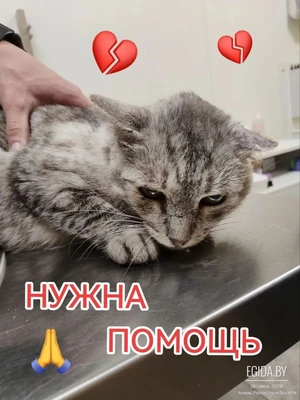 Приюту СРОЧНО нужна помощь!