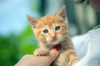 котёнок