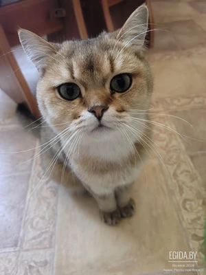 Потерялся кот