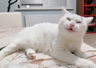 Кошка в дар