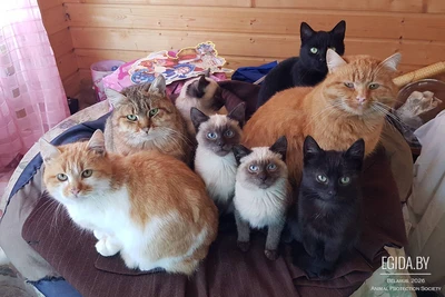 Котики очень срочно ищут дом