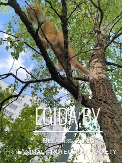Пропал кот