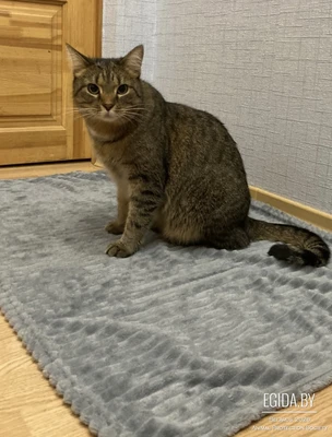 Крупный шикарный котик ищет Дом!