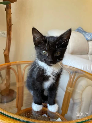 котенок Котя