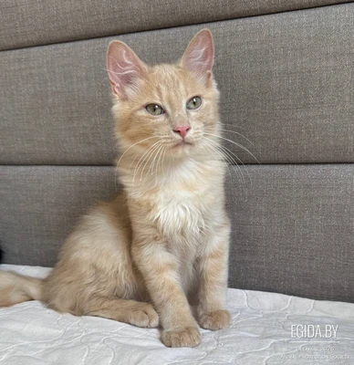 Рыжий котёнок Персик срочно ищет дом!